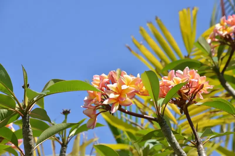 14 Bale Drive, Port Douglas Sold by Queensland Sotheby's International Realty - image 1