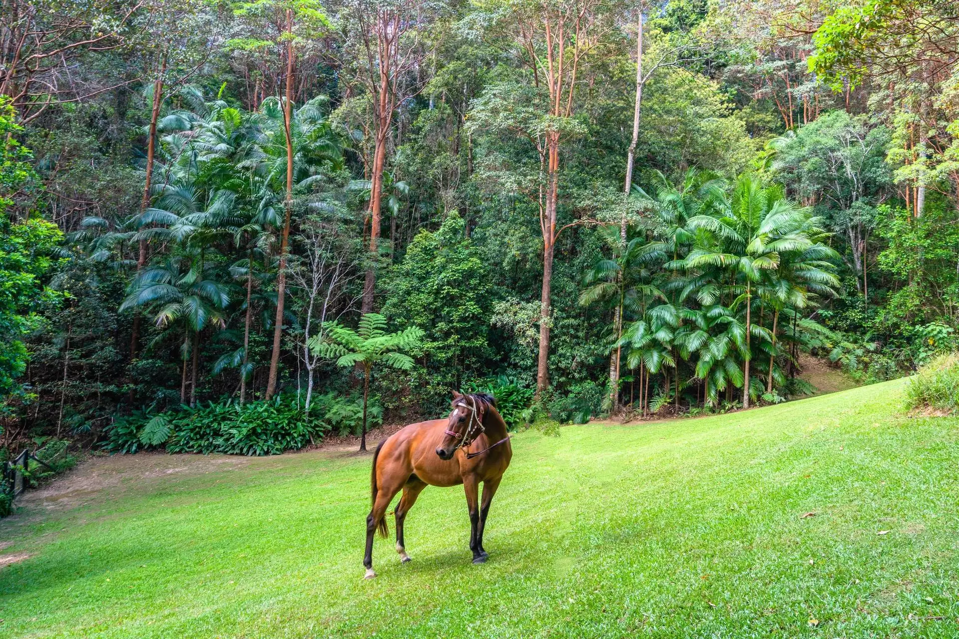 43 Bramley Drive, Tallebudgera Valley Sold by Queensland Sotheby's International Realty - image 1