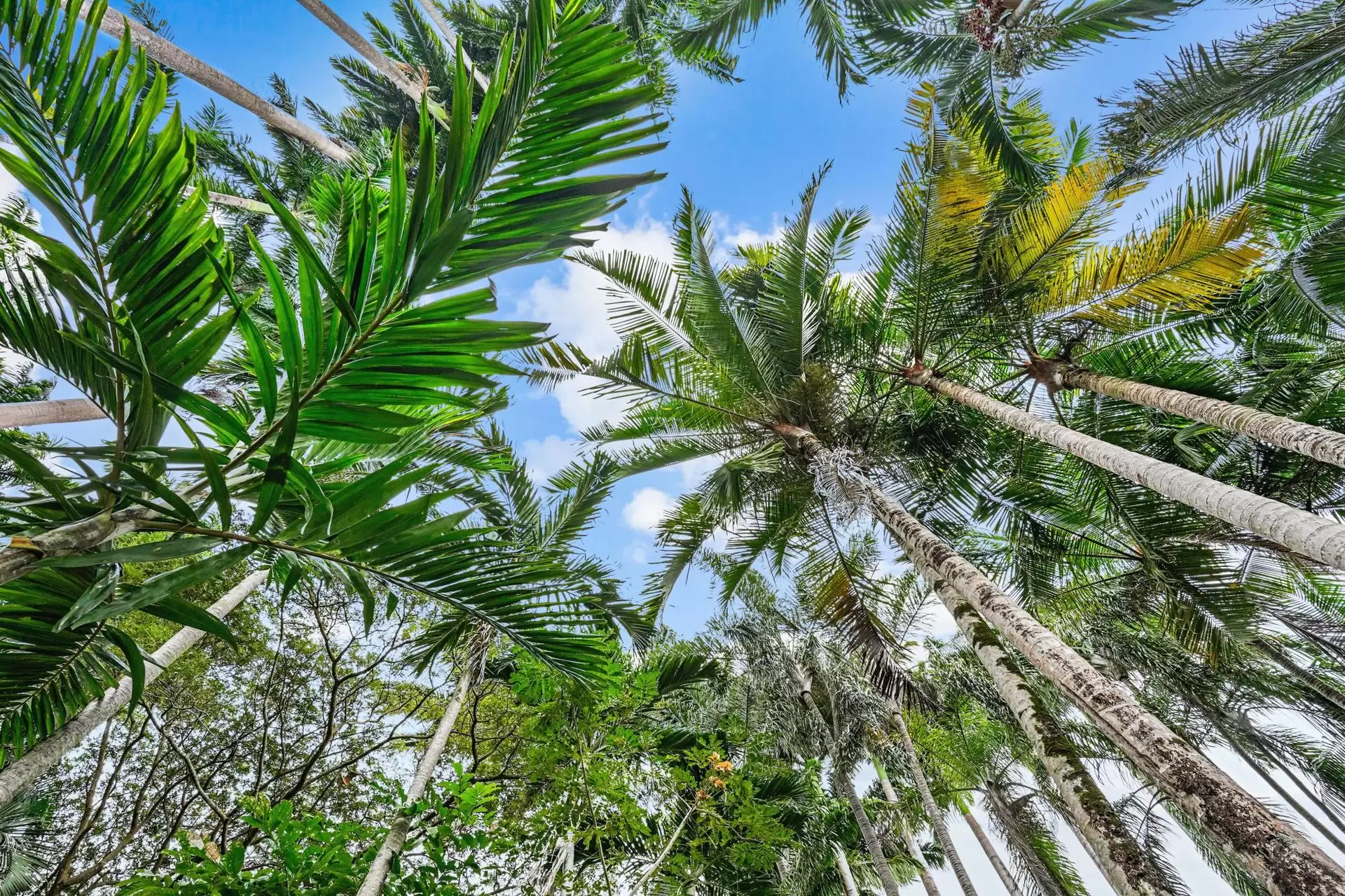 19 Palm Avenue, Mowbray Sold by Queensland Sotheby's International Realty - image 1