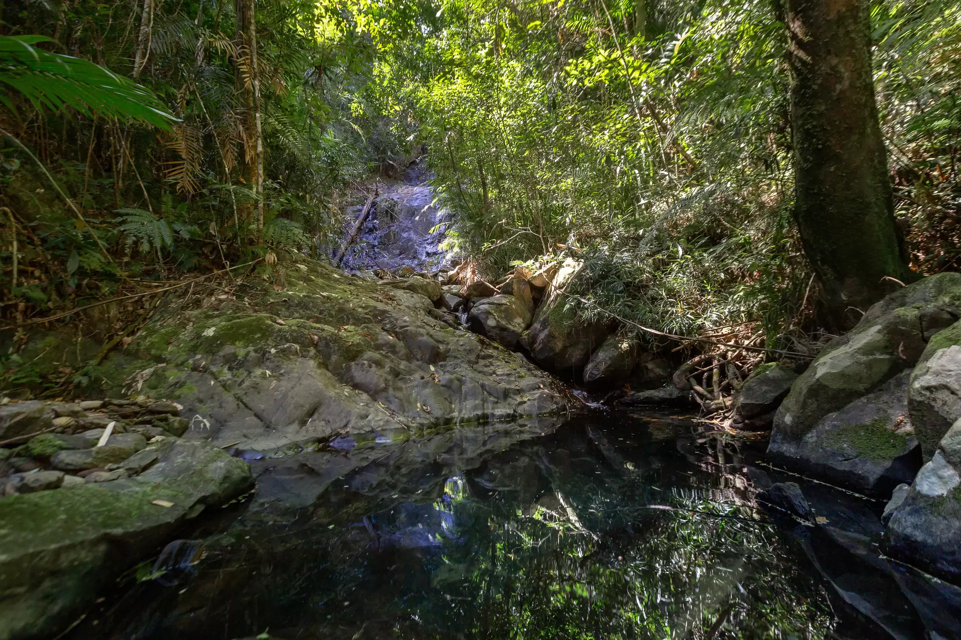 230 Forest Creek Road, Forest Creek Sold by Queensland Sotheby's International Realty - image 1
