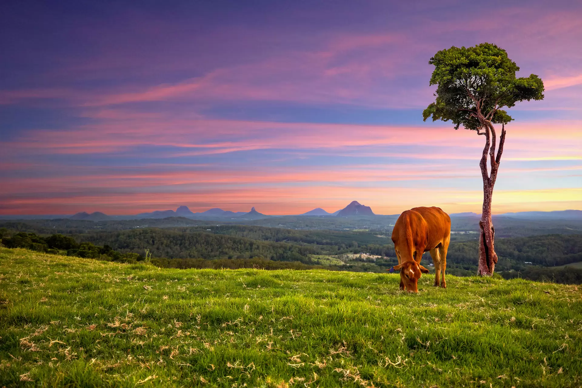 72a Maple Street, Maleny Sold by Queensland Sotheby's International Realty - image 1