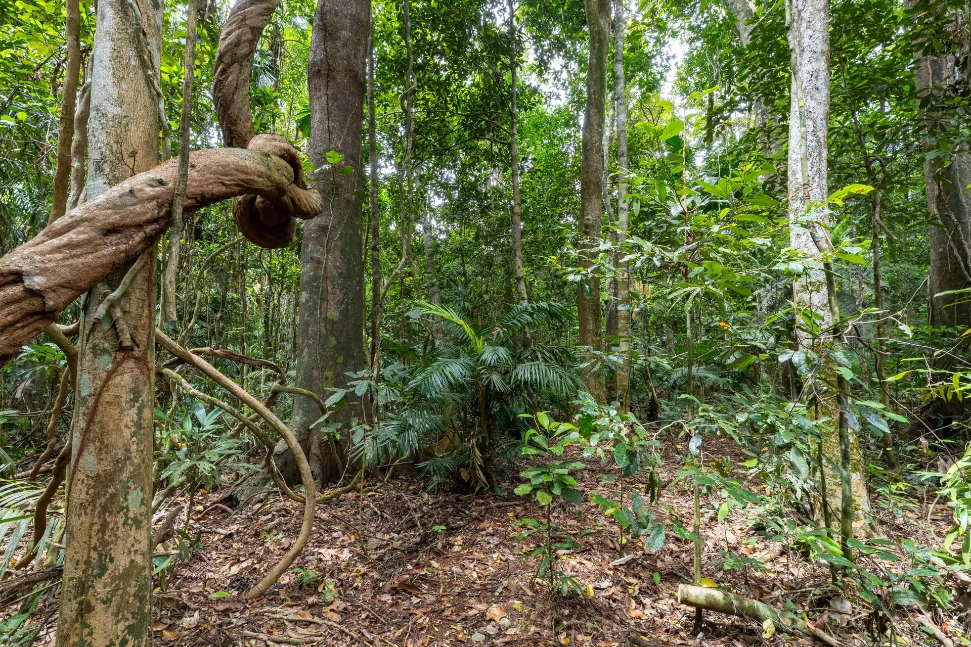 57 Camelot Close, Cape Tribulation Sold by Queensland Sotheby's International Realty - image 1