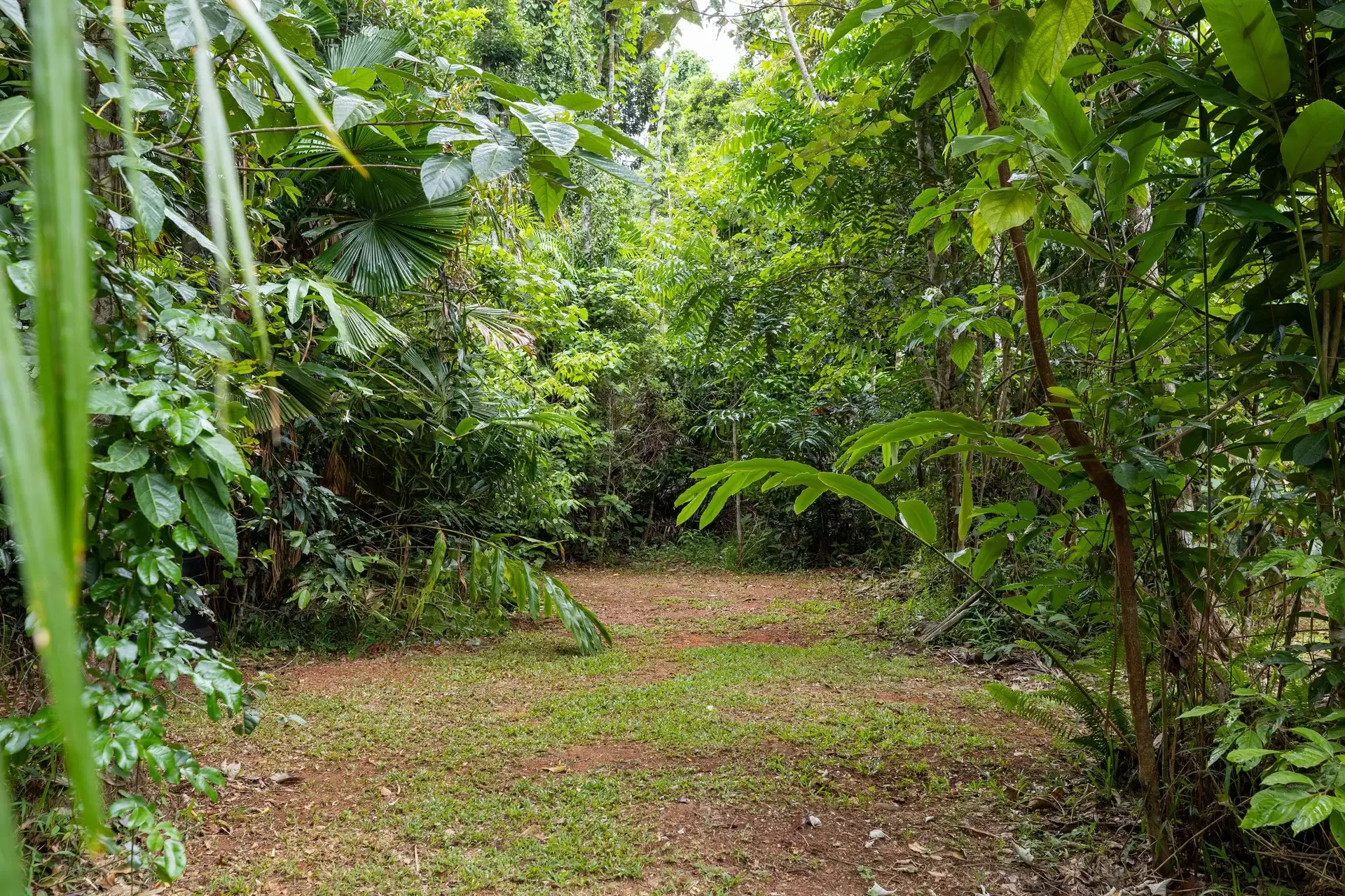 57 Camelot Close, Cape Tribulation Sold by Queensland Sotheby's International Realty - image 1