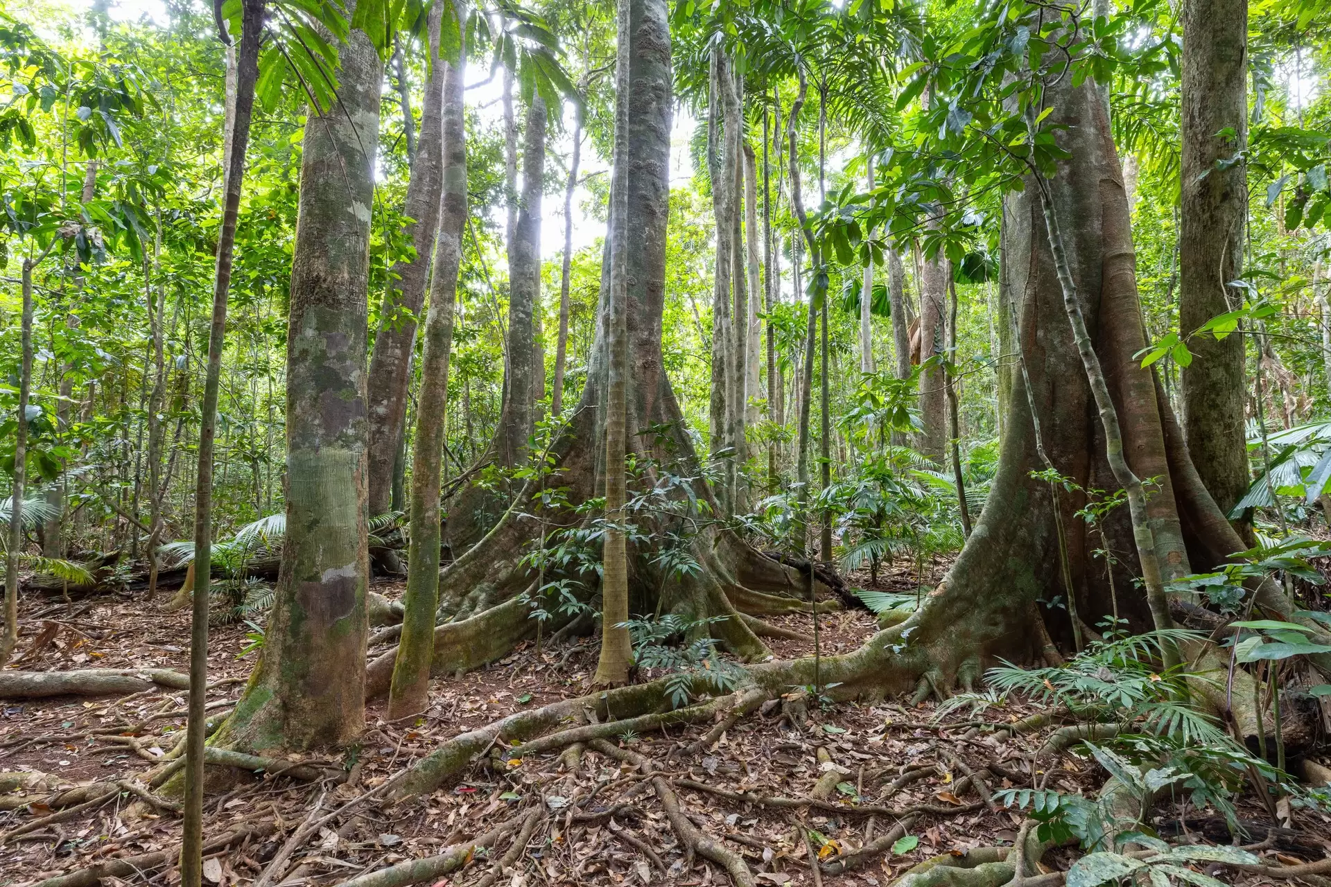 57 Camelot Close, Cape Tribulation Sold by Queensland Sotheby's International Realty - image 1