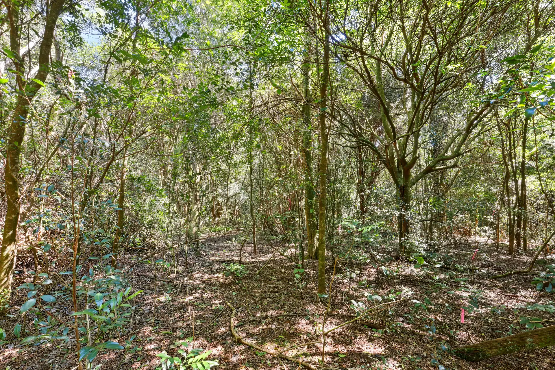 146 Repeater Station Road, Springbrook Sold by  - image 1