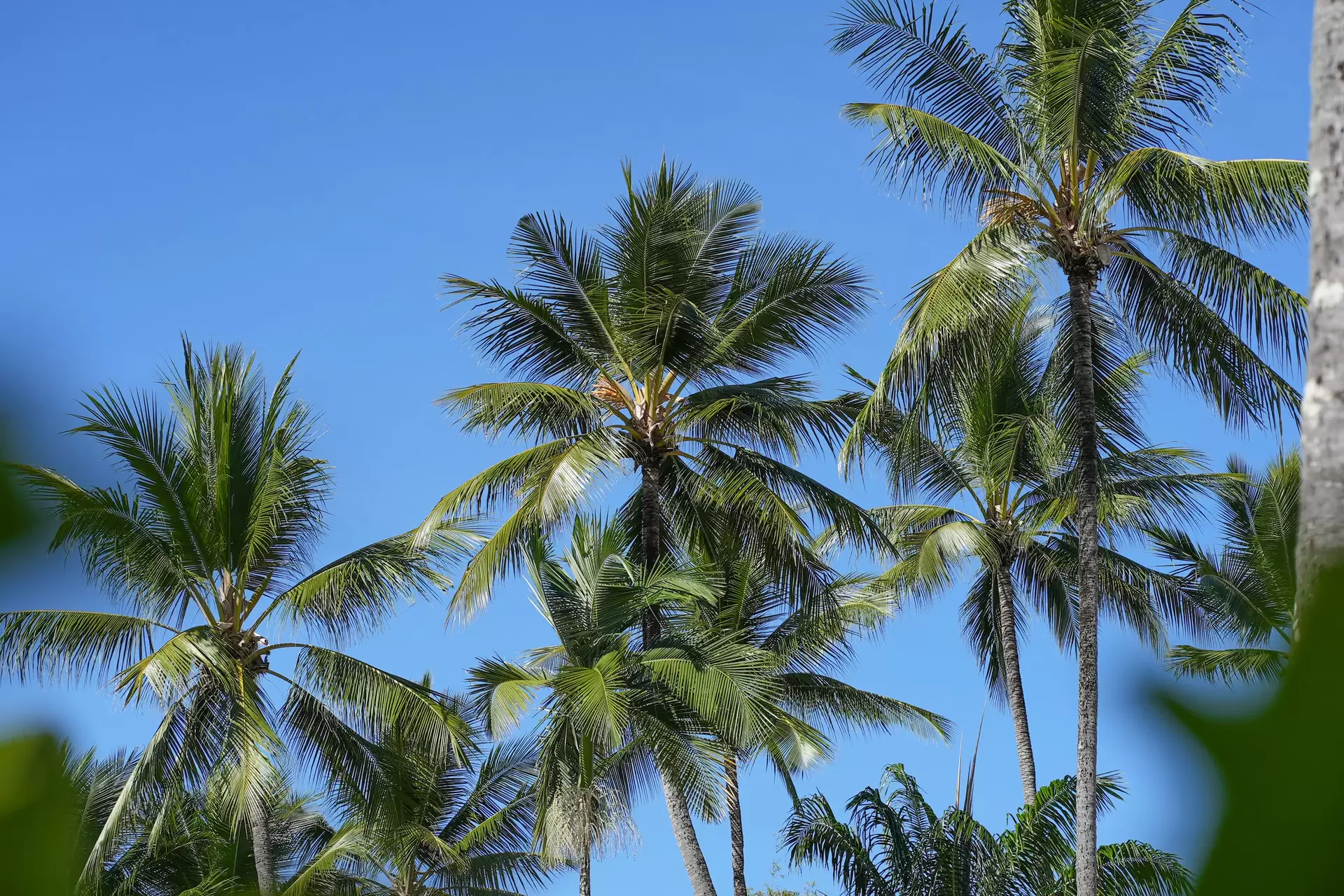 8/68 Macrossan Street, Port Douglas Sold by Queensland Sotheby's International Realty - image 1