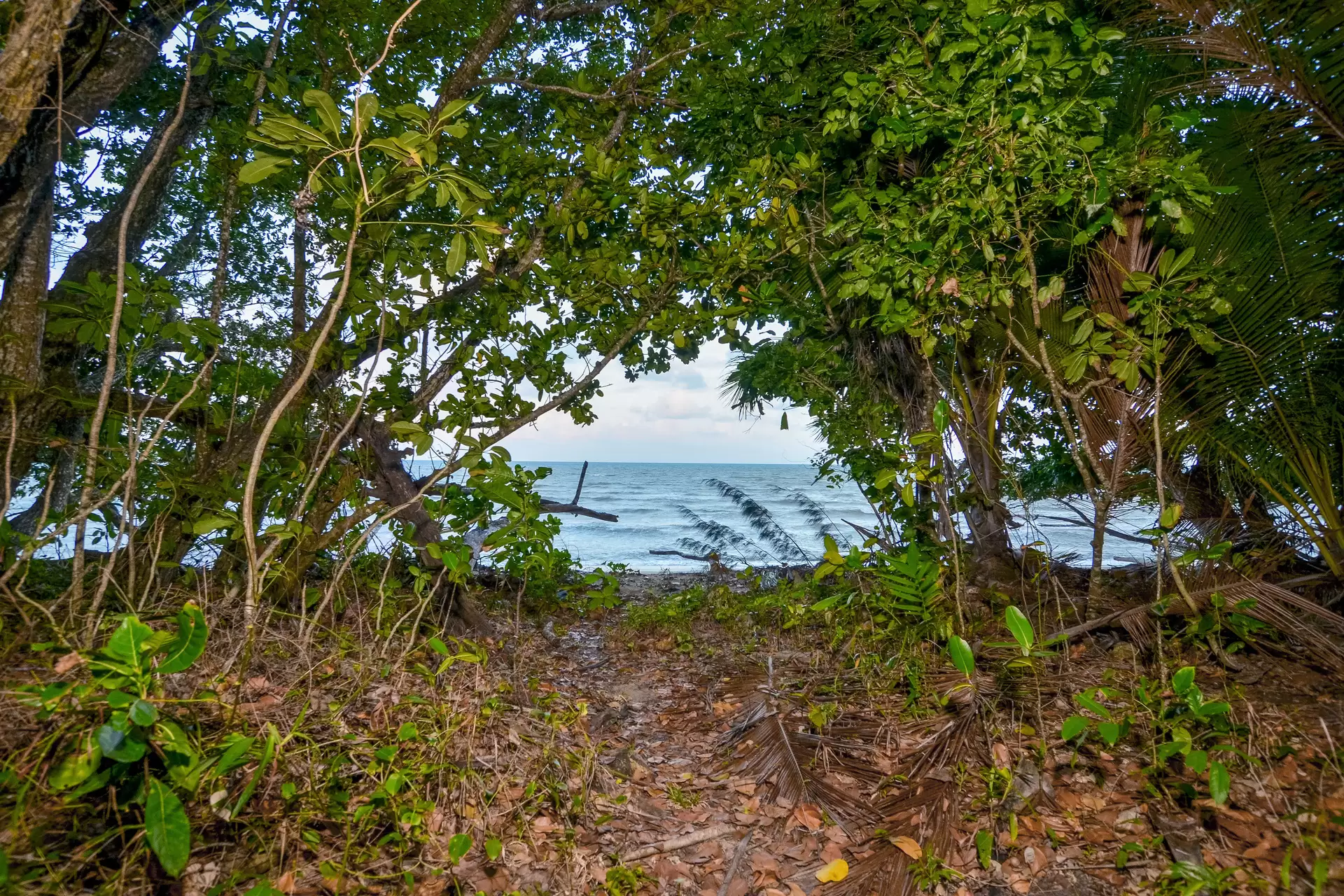 8 Barka Close, Wonga Beach Sold by Queensland Sotheby's International Realty - image 1