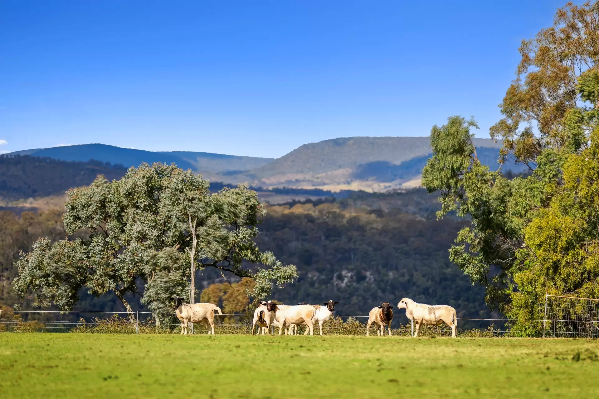1230 East Egypt  Road, Fordsdale For Sale by Queensland Sotheby's International Realty - image 1