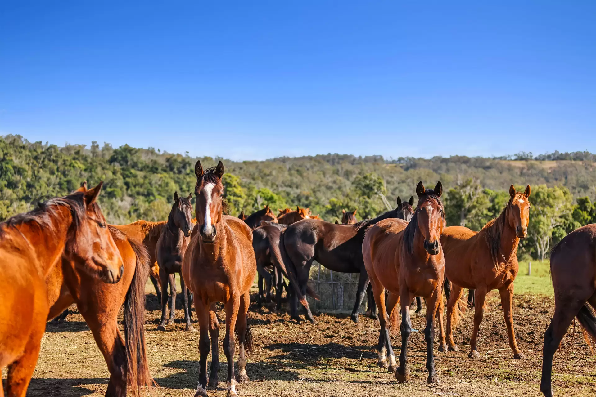 1230 East Egypt  Road, Fordsdale For Sale by Queensland Sotheby's International Realty - image 1