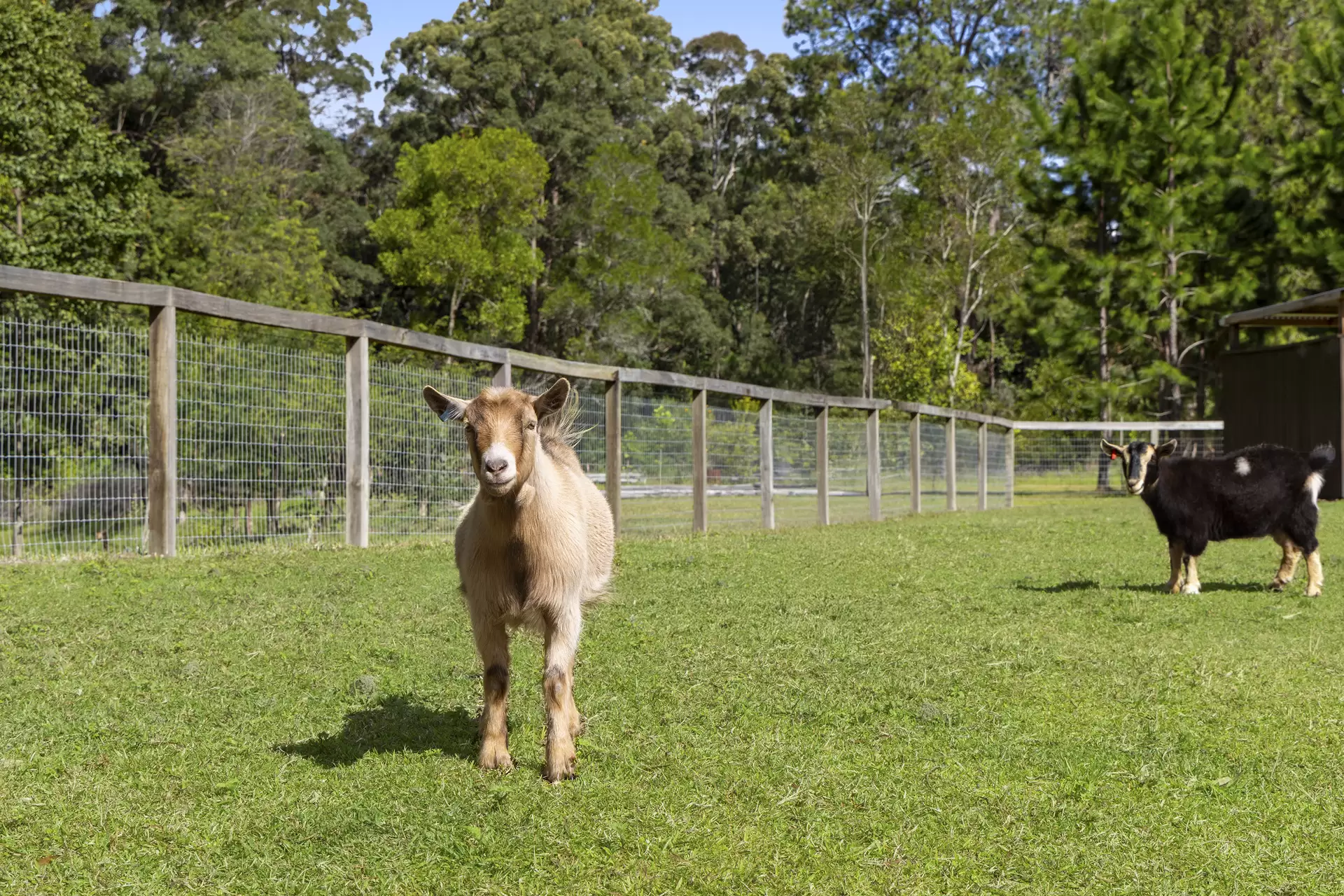 116 Wappa Falls Road, Yandina Sold by Queensland Sotheby's International Realty - image 1