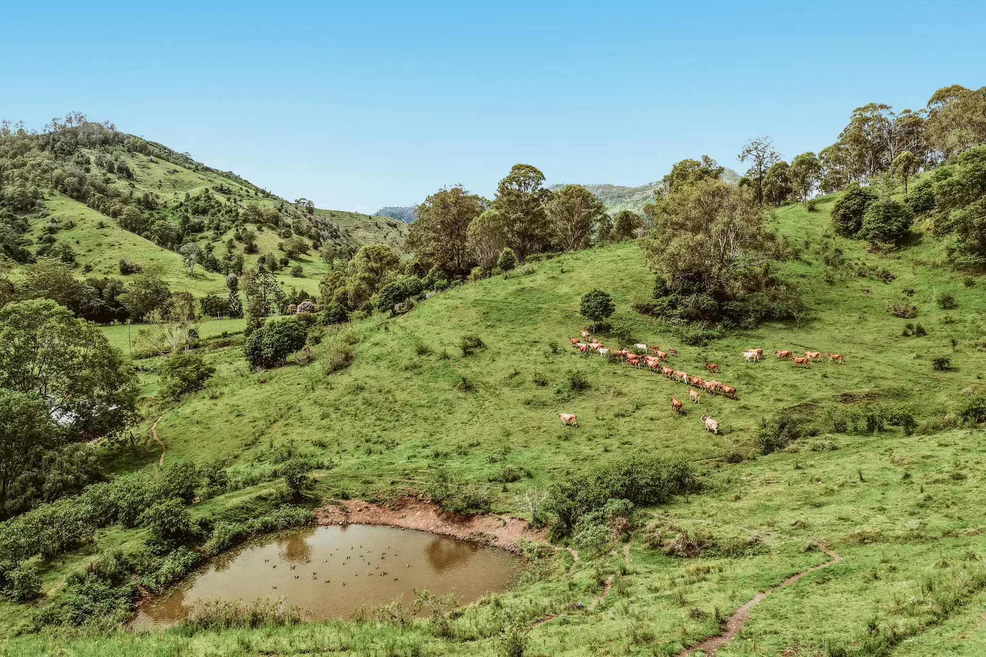 248 Illinbah  Road, Illinbah For Sale by Queensland Sotheby's International Realty - image 1