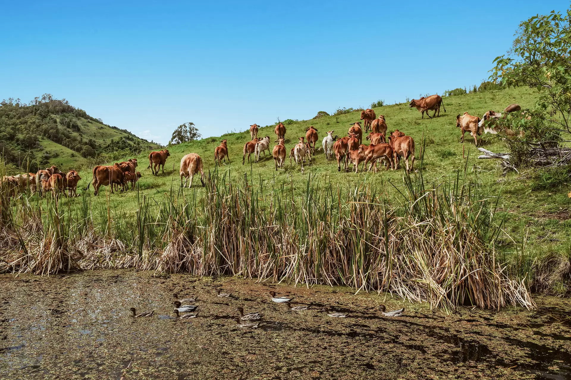 248 Illinbah  Road, Illinbah For Sale by Queensland Sotheby's International Realty - image 1