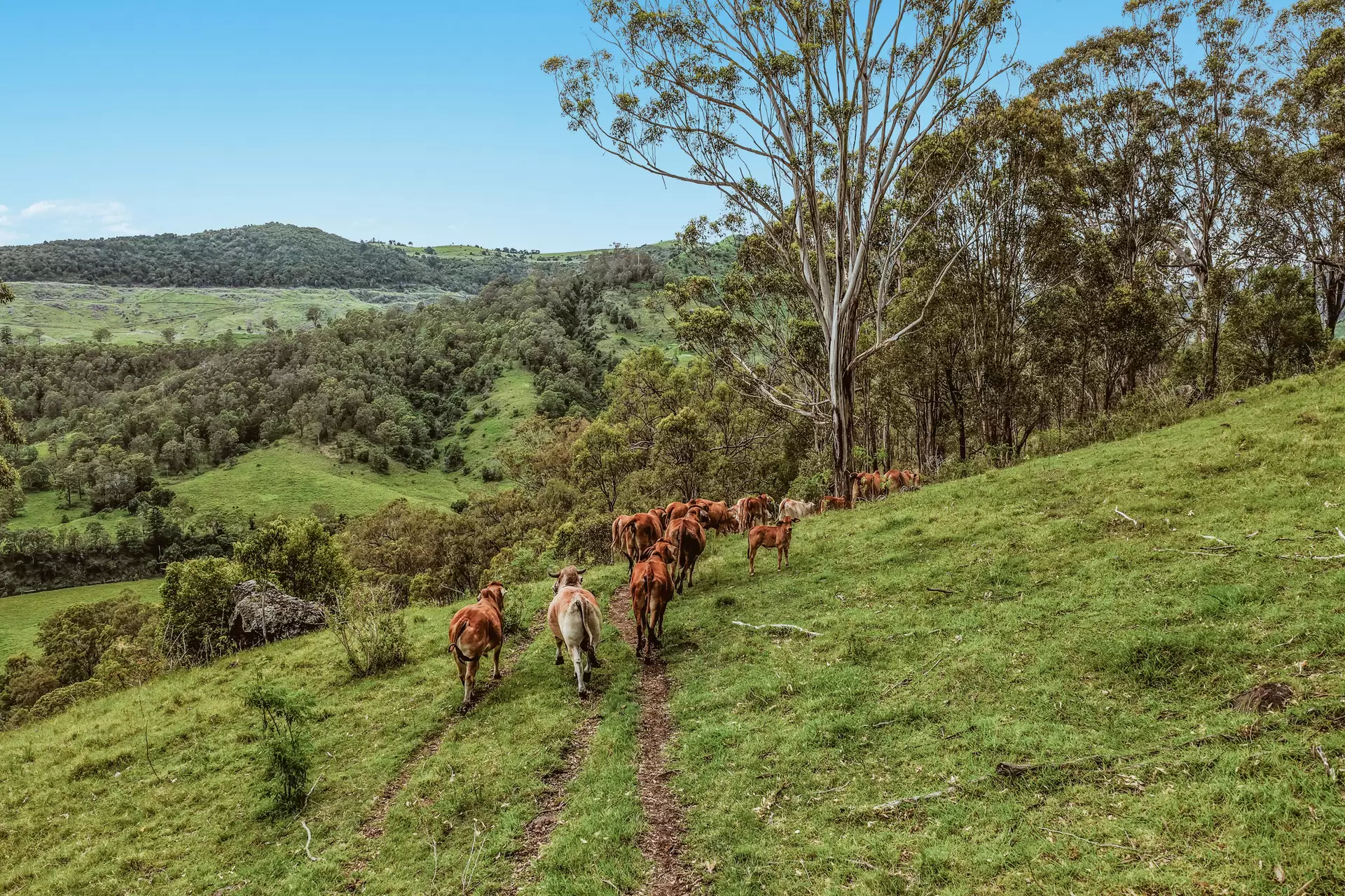 248 Illinbah  Road, Illinbah For Sale by Queensland Sotheby's International Realty - image 1