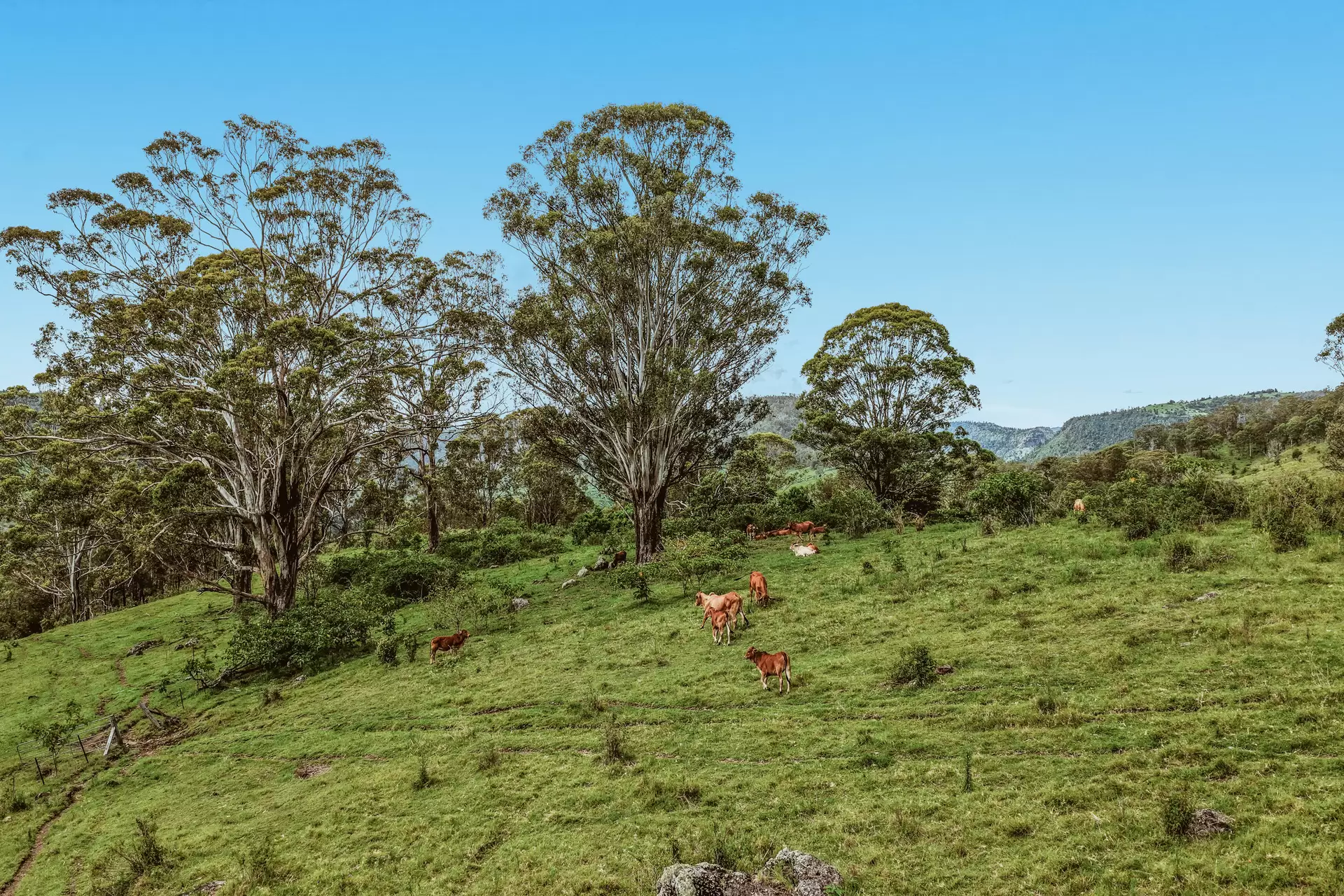 248 Illinbah  Road, Illinbah For Sale by Queensland Sotheby's International Realty - image 1