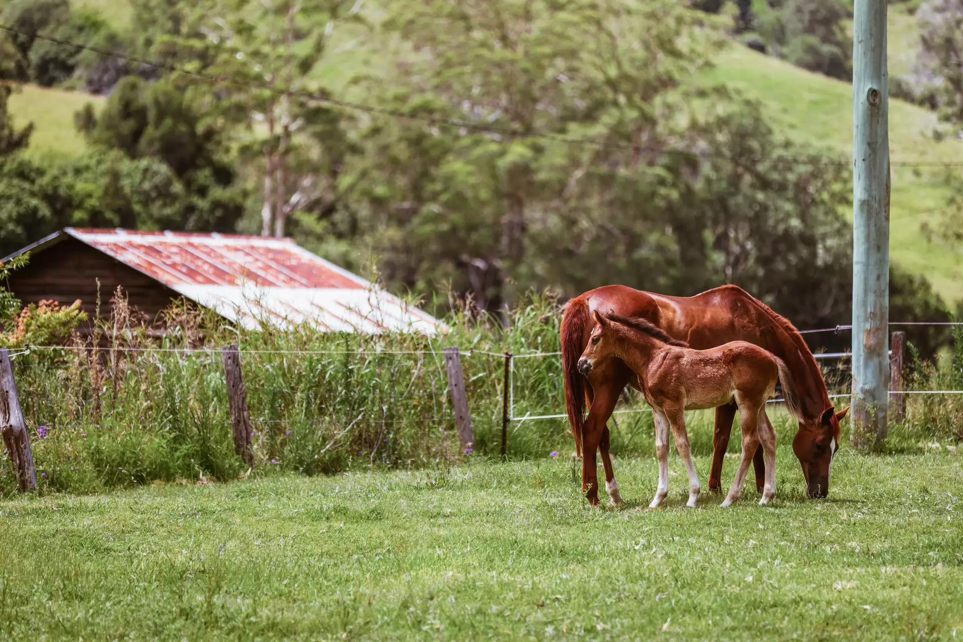 248 Illinbah  Road, Illinbah For Sale by Queensland Sotheby's International Realty - image 1