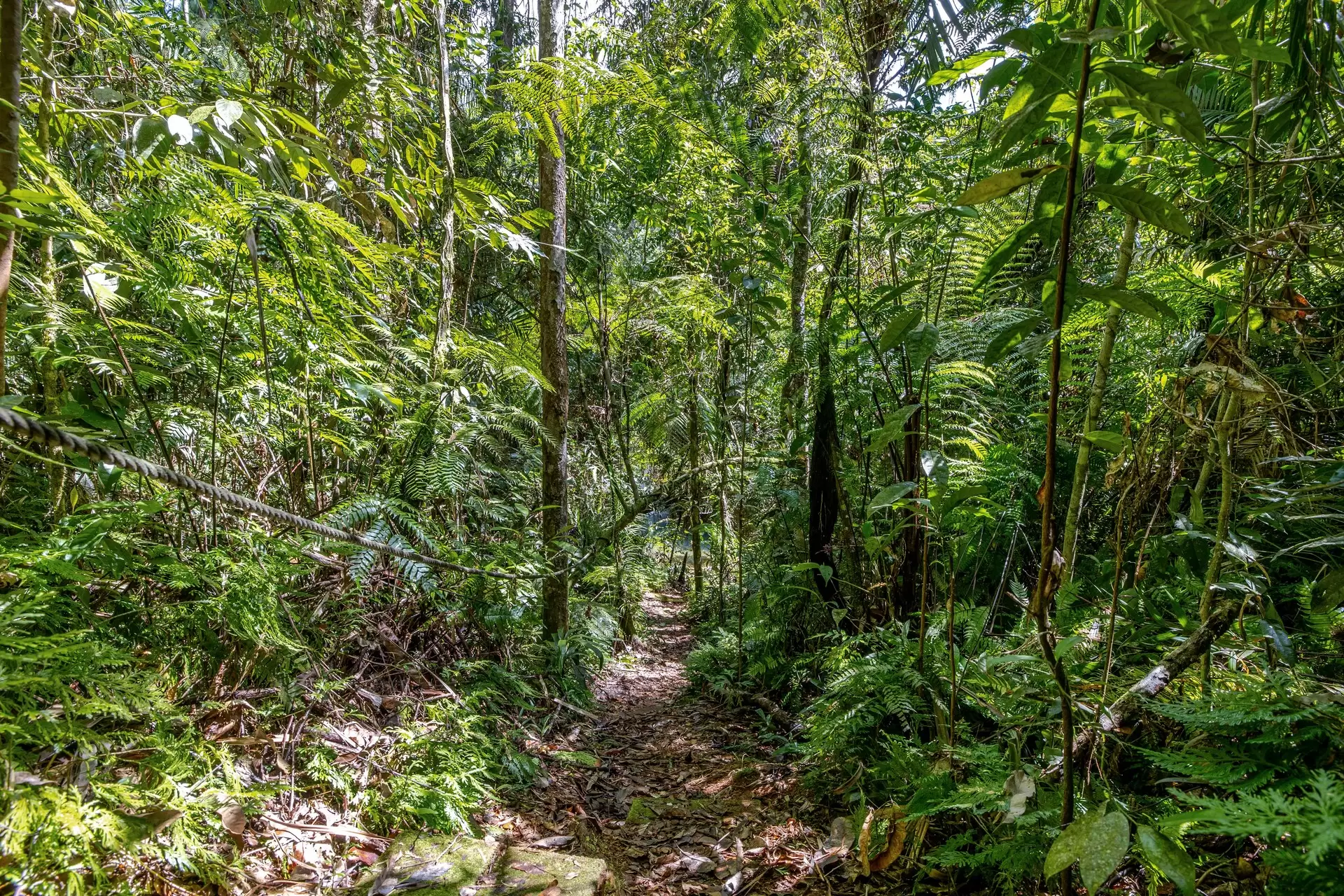 58 Maple Road, Daintree For Sale by Queensland Sotheby's International Realty - image 1