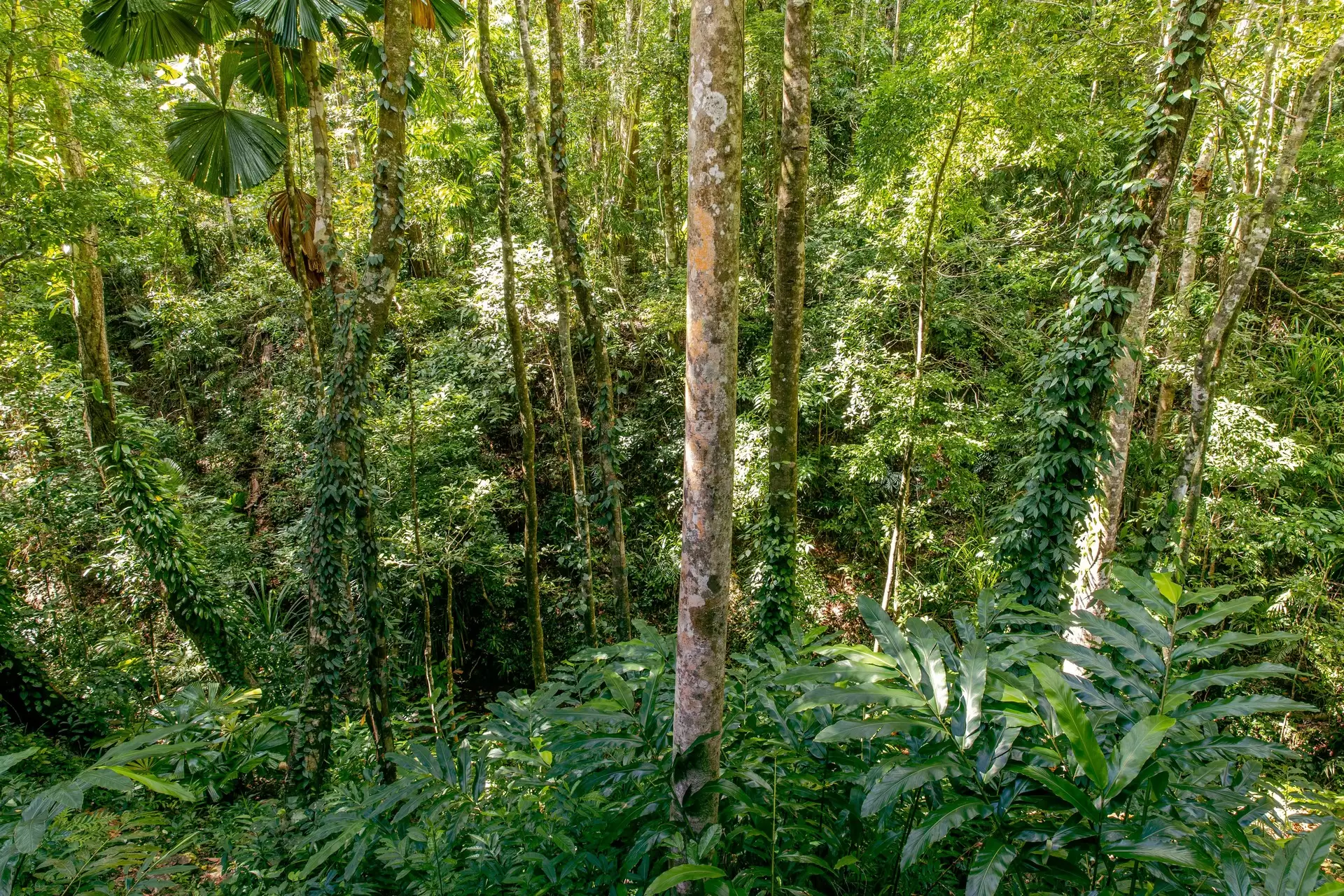 109 Spurwood Road, Cow Bay For Sale by Queensland Sotheby's International Realty - image 1