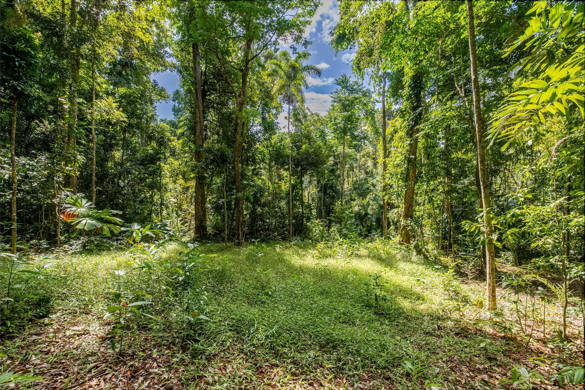 109 Spurwood Road, Cow Bay For Sale by Queensland Sotheby's International Realty - image 1
