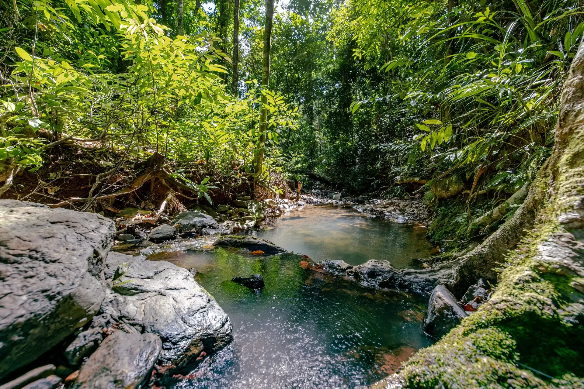 109 Spurwood Road, Cow Bay For Sale by Queensland Sotheby's International Realty - image 1