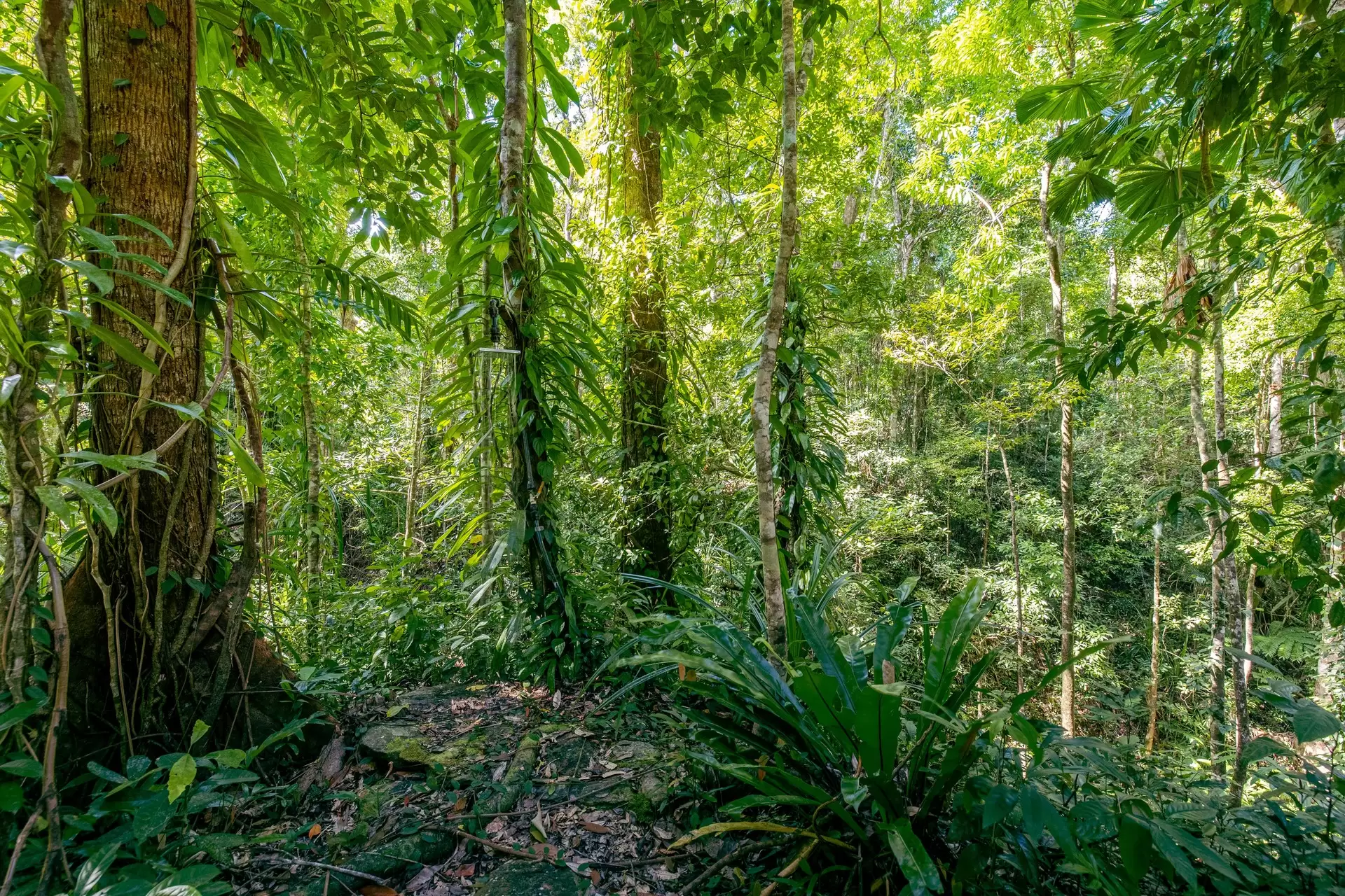109 Spurwood Road, Cow Bay For Sale by Queensland Sotheby's International Realty - image 1
