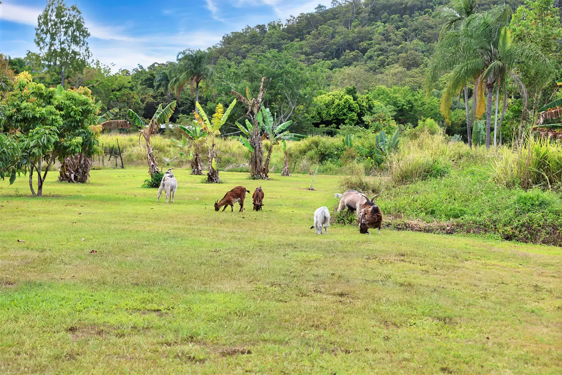 1069 Conway Road, Conway For Sale by Queensland Sotheby's International Realty - image 1
